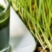 4 Manfaat Wheatgrass, Si Rumput Hijau yang Berkhasiat Bagi Kesehatan