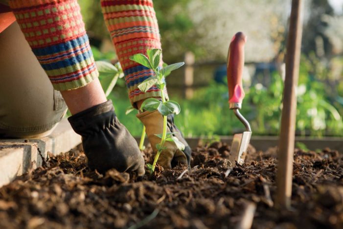 manfaat berkebun bagi kesehatan