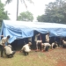 Genjot Ketangkasan, Tagana Dilatih Bangun Tenda