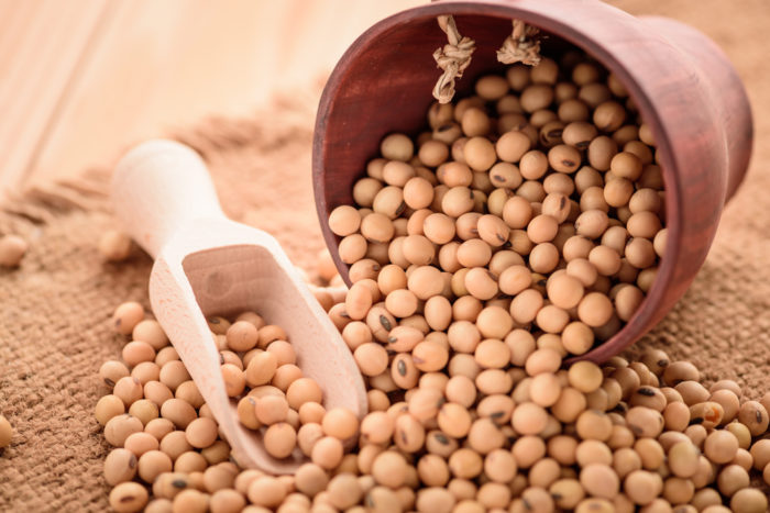 kacang kedelai