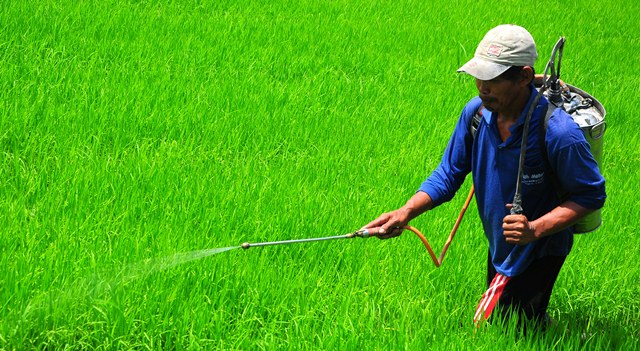Ribuan Hektar Sawah Terancam Gagal Panen