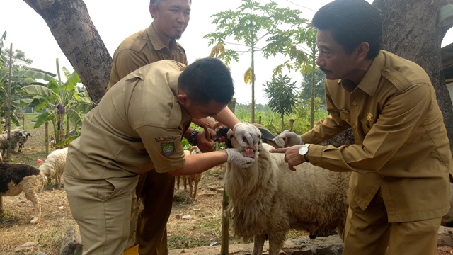 Hewan Kurban Banyak Sakit