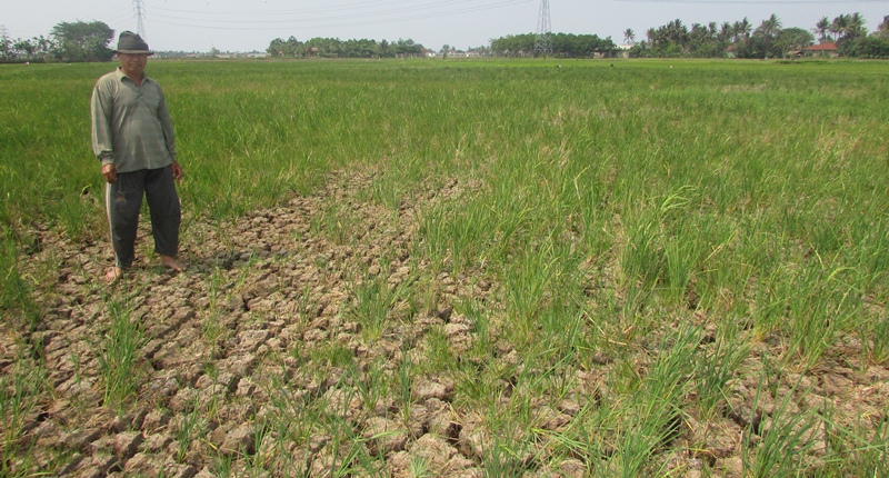 10 Hektare Sawah di Kebon Kelapa Kering