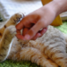 Jangan Anggap Dicakar Kucing Itu Sepele, Ini Bahaya yang Bisa Muncul