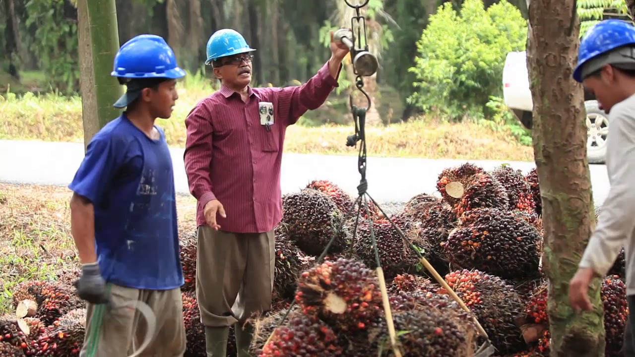 Inpres No. 8/2018: Presiden Instruksikan Penundaan Pelepasan Kawasan Hutan Untuk Perkebunan Sawit