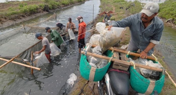 Konsumsi Ikan Masih Rendah