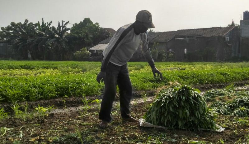 Petani Sayur Bikin Sumur Bor