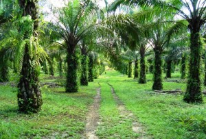 Perkebunan_kelapa_sawit-758x514