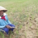 424 hektare Sawah di Kemiri Kekeringan