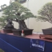 Melihat Pameran Bonsai di Mal Balekota, Makin Tua Makin Mahal