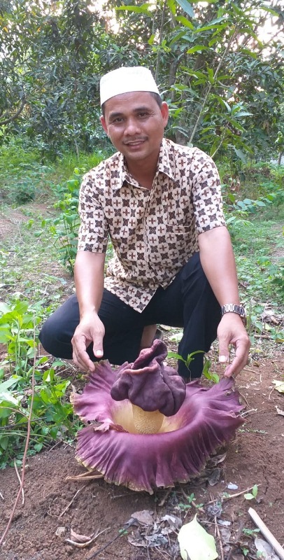 Bunga Rafflesia Tumbuh di Kemiri
