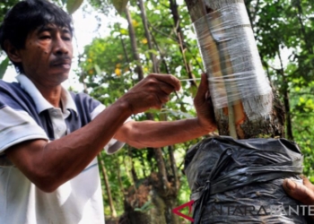 PERBAIKI KUALITAS DURIAN LOKAL – ANTARA News Banten