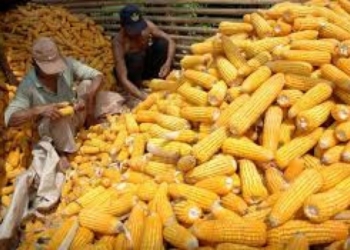 Petani Kabupaten Tangerang Ekspor Jagung Ke Hongkong