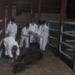 Karantina Cilegon Kembali Potong Bersyarat Dua Ekor Sapi Positif Brucellosis
