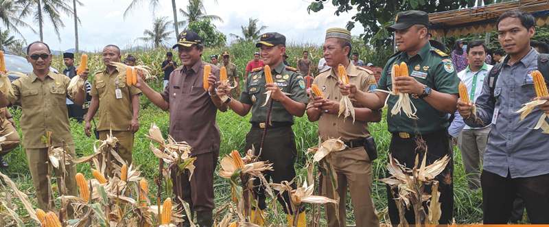Panen Jagung Belum Sesuai Harapan