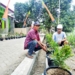 Pucuk Merah di Kampung Sindangjaya