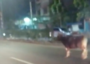 Sapi Kurban Lepas di Pamulang Tangsel