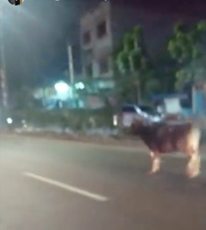 Sapi Kurban Lepas di Pamulang Tangsel