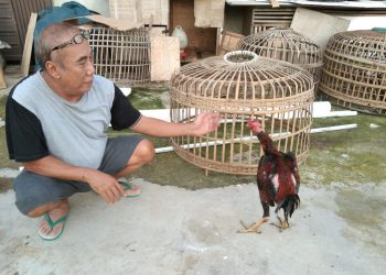 Pelaku Terekam CCTV, Ayam Puluhan Juta di Tigaraksa Dibawa Maling