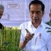Ini dia Vetiver, Rumput Pencegah Bencana!