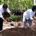 Presiden Jokowi Ajak Masyarakat Pulihkan Hulu DAS dengan Agroforestri