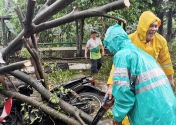 Sedang Bawa Gas Melon, Pengendara Sepeda Motor Tertimpa Pohon Beringin