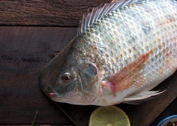 Segudang Manfaat Ikan Mujair yang Baik untuk Kesehatan Tubuh Kita