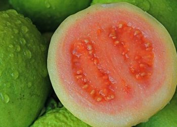 3 Kandungan Jambu Biji yang Ampuh Menjaga Imun Tubuh