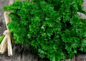 Kaya Antioksidan dan Penuh Nutrisi, Inilah 5 Manfaat Peterseli