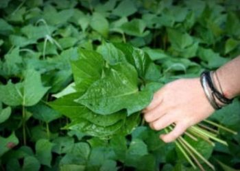 Resep Olahan Daun Ubi Jalar yang Mudah dan Sehat