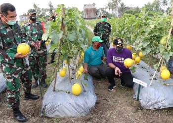 Bupati dan Pangdam Jaya Panen Melon di Teluknaga