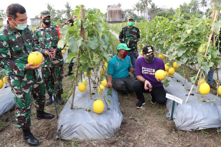Panen melon di Teluknaga, Kabupaten Tangerang. (IST)