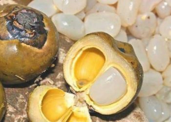 Beberapa Manfaat Buah Lontar yang Perlu Anda Ketahui