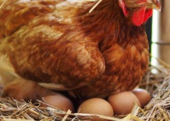 Lebih Murah dari Telur Biasa, Amankah Mengonsumsi Telur Infertil?