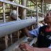 Sebarkan Kebaikan, ACT Ajak Masyarakat Jadi Agen Global Qurban