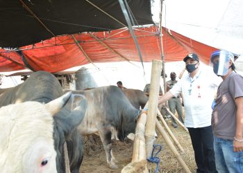 Cek Kesehatan Hewan Kurban, Bupati Zaki Terjun ke Lapak Pedagang