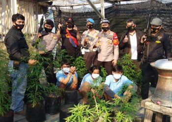Polrestro Tangerang Kota Gerebek Kebun Ganja Dalam Rumah di Karang Tengah