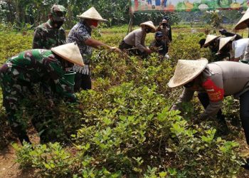 Polres Dan Kodim Tangerang Panen Sayur Mayur