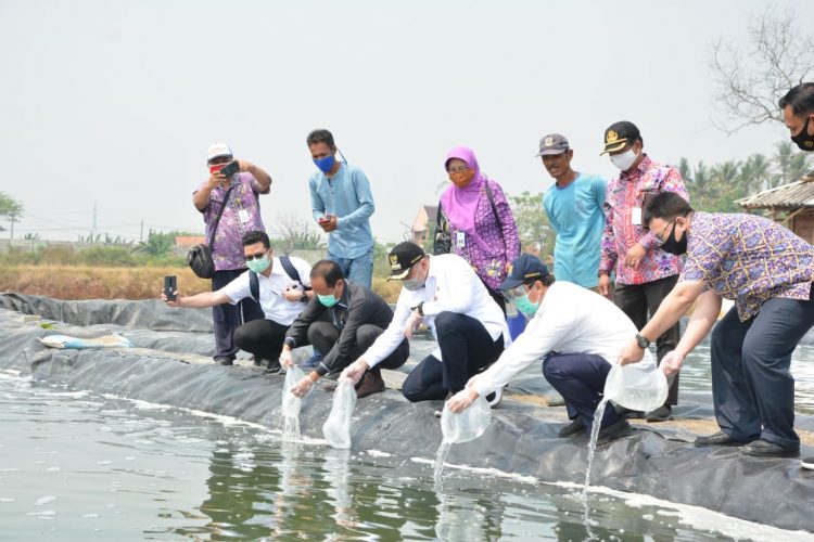Pelepasan bibit udang di KAwasan Aqua Culture. (IST)