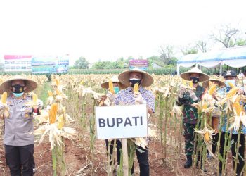 Bupati Zaki Panen Hibrida Dan Lele Di Sindang Jaya