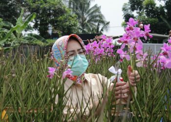 Jadi Sumber Penghasilan Masyarakat, Airin Panen Anggrek di Serpong