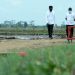 Kembangkan Pertanian Berkelanjutan, Presiden: Kita Harapkan Pendapatan Petani Akan Meningkat