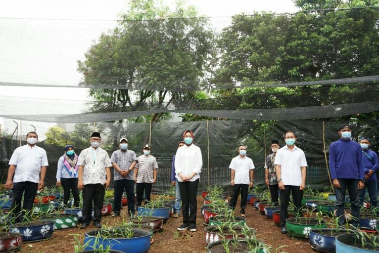 Walikota Tangsel Airin Rachmi Diany bersama petani jahe di Kelurahan Lengkong Karya, Serpong Utara. (PHD)