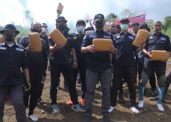 Bareskrim Polri Musnahkan Lima Hektare Ladang Ganja di Sumut