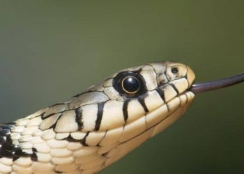 Kesalahan Penanganan Pertolongan Pertama pada Korban Gigitan Ular