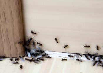 9 Cara Jitu untuk Mengusir Semut Bandel di Rumah
