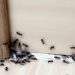9 Cara Jitu untuk Mengusir Semut Bandel di Rumah