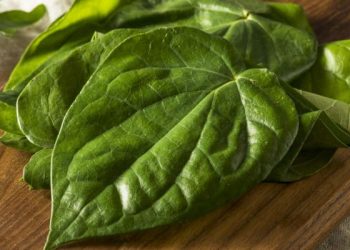 Apakah Benar Daun Sirih Ampuh untuk Obati Mimisan?