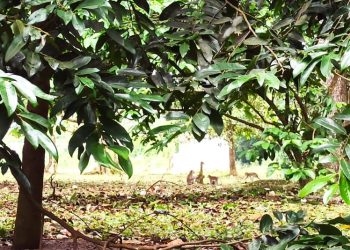 Serangan Kawanan Monyet Liar di Perumahan Dinas Puspiptek Luka Tiga Anak