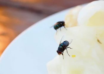 Makanan Dihinggapi Lalat, Masih Boleh Dimakan Gak Sih?